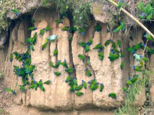 Amazonia parrots demonstrate exceptional formation flying!
