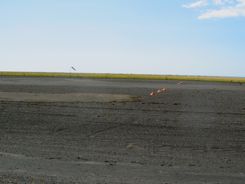 Can you see the end of this lava runway?  Small red cones on the lava mark it.