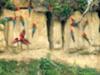 Macaw fly-in at Amazonian clay lick