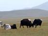 A Yak attack in Mongolia?  More like slow motions shoving.<BR>But I mean the ARE yaks... Just not Yaks
