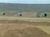 We DID see abandoned air craft bunkers from the TransSiberian train... <BR>There COULD have been Yaks... at one time.
