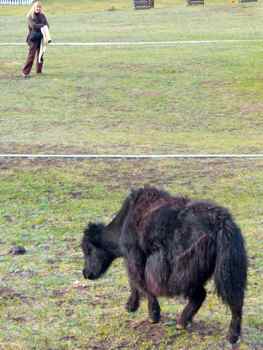  Even though the yaks in camp seemed pretty peaceful, we let them have the path.